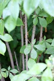 Attēlu rezultāti vaicājumam “Eleutherococcus sessiliflorus”