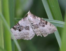 Attēlu rezultāti vaicājumam “Xanthorhoe montanata”