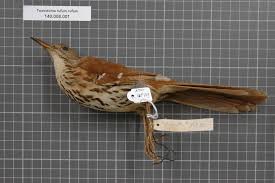 Image result for Toxostoma rufum