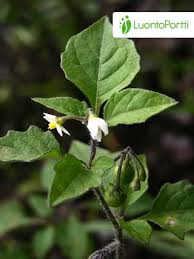 Attēlu rezultāti vaicājumam “Solanum nigrum flower”