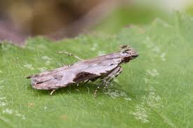 Attēlu rezultāti vaicājumam “Hypatima rhomboidella”