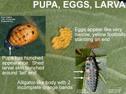 Attēlu rezultāti vaicājumam “Coccinella septempunctata larva”