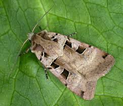 Attēlu rezultāti vaicājumam “Xestia triangulum”