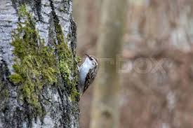 Attēlu rezultāti vaicājumam “Certhia familiaris”