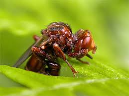 Attēlu rezultāti vaicājumam “Sicus ferrugineus”