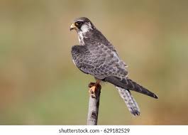 Image result for Falco amurensis