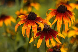 Attēlu rezultāti vaicājumam “Rudbeckia hirta var. pulcherrima flower”