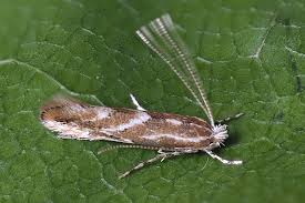 Attēlu rezultāti vaicājumam “Phyllonorycter apparella”