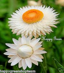 Image result for Helichrysum bracteatum