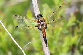 Attēlu rezultāti vaicājumam “Libellula quadrimaculata exuvia”