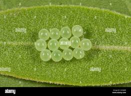 Attēlu rezultāti vaicājumam “Pentatomidae eggs”