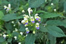 Attēlu rezultāti vaicājumam “Galeopsis speciosa leaf”