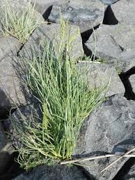 Attēlu rezultāti vaicājumam “Triglochin maritimum”