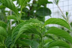 Attēlu rezultāti vaicājumam “Celastrus flagellaris”