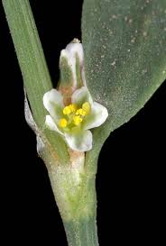 Attēlu rezultāti vaicājumam “Polygonum aviculare flower”