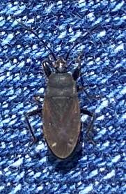 Attēlu rezultāti vaicājumam “Eremocoris plebejus”