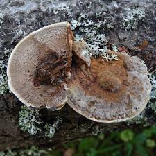 Attēlu rezultāti vaicājumam “Inonotus leporinus”