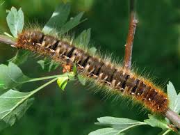 Attēlu rezultāti vaicājumam “Lasiocampa quercus larva”