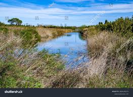 Attēlu rezultāti vaicājumam “Carex lasiocarpa fruit”