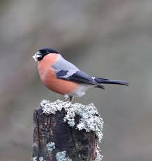 Attēlu rezultāti vaicājumam “Pyrrhula pyrrhula male”