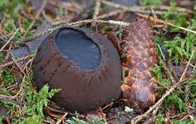 Attēlu rezultāti vaicājumam “Sarcosoma globosum”