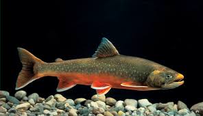 Image result for Salvelinus alpinus