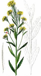 Attēlu rezultāti vaicājumam “Erysimum hieracifolium”