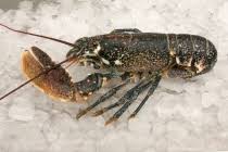 Image result for Homarus gammarus