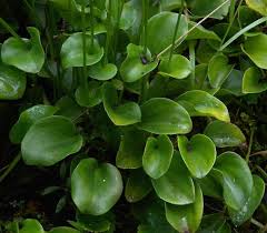 Attēlu rezultāti vaicājumam “Parnassia palustris leaf”