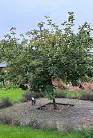 Attēlu rezultāti vaicājumam “Sorbus aria”