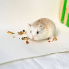 Image result for хомек