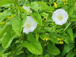 Attēlu rezultāti vaicājumam “Calystegia sepium”