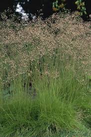Attēlu rezultāti vaicājumam “Deschampsia flexuosa”