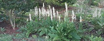 Image result for Verbascum nigrum