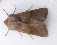 Attēlu rezultāti vaicājumam “Orthosia opima”