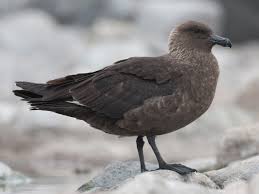 Image result for Stercorarius skua