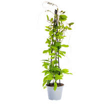 Image result for Glockenrebe