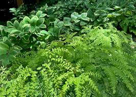 Attēlu rezultāti vaicājumam “Lycogala persicum young”