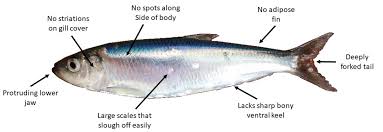 Image result for Clupea pallasii