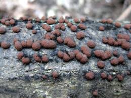 Attēlu rezultāti vaicājumam “Hypoxylon fragiforme / howeianum”