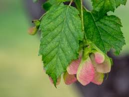 Attēlu rezultāti vaicājumam “Acer tataricum bud”
