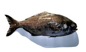 Image result for Schedophilus ovalis