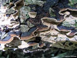 Attēlu rezultāti vaicājumam “Datronia mollis”