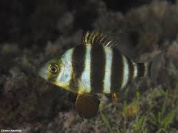 Image result for Diplodus cervinus