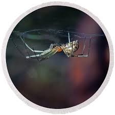 Attēlu rezultāti vaicājumam “Linyphiidae”