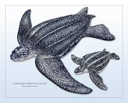 Image result for Dermochelys coriacea
