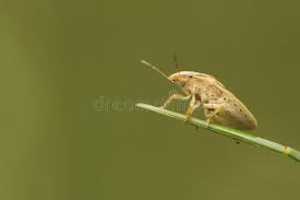 Attēlu rezultāti vaicājumam “Aelia acuminata”