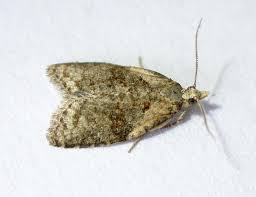 Attēlu rezultāti vaicājumam “Capua vulgana”