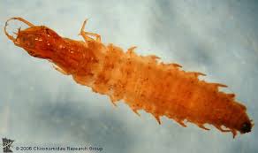 Attēlu rezultāti vaicājumam “Hydrophilidae”