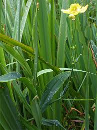 Attēlu rezultāti vaicājumam “Ranunculus lingua leaf”